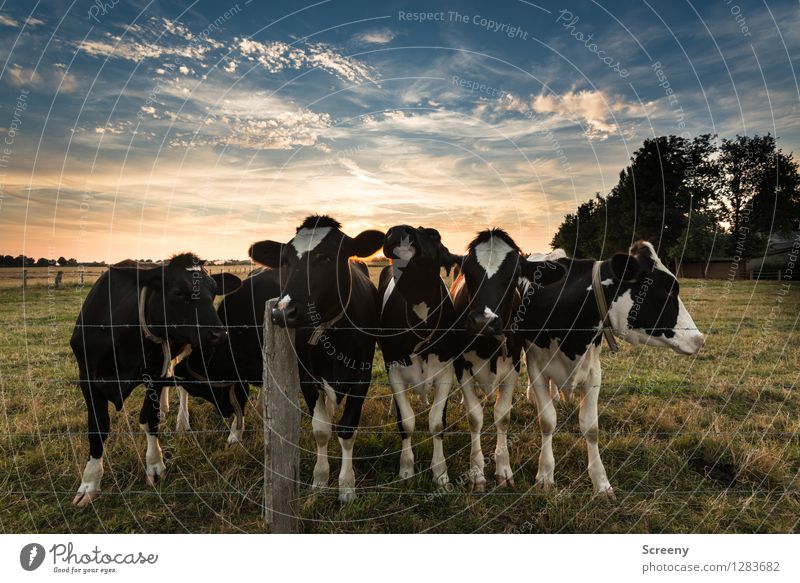 Pure curiosity Agriculture Forestry Nature Landscape Plant Animal Sky Clouds Sun Sunrise Sunset Sunlight Summer Beautiful weather Tree Grass Bushes Meadow Field