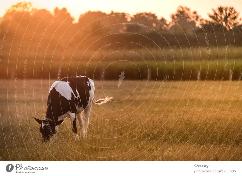 moo Agriculture Forestry Nature Landscape Plant Animal Sky Sun Sunrise Sunset Sunlight Summer Beautiful weather Tree Grass Bushes Field Farm animal Cow 1 Brown