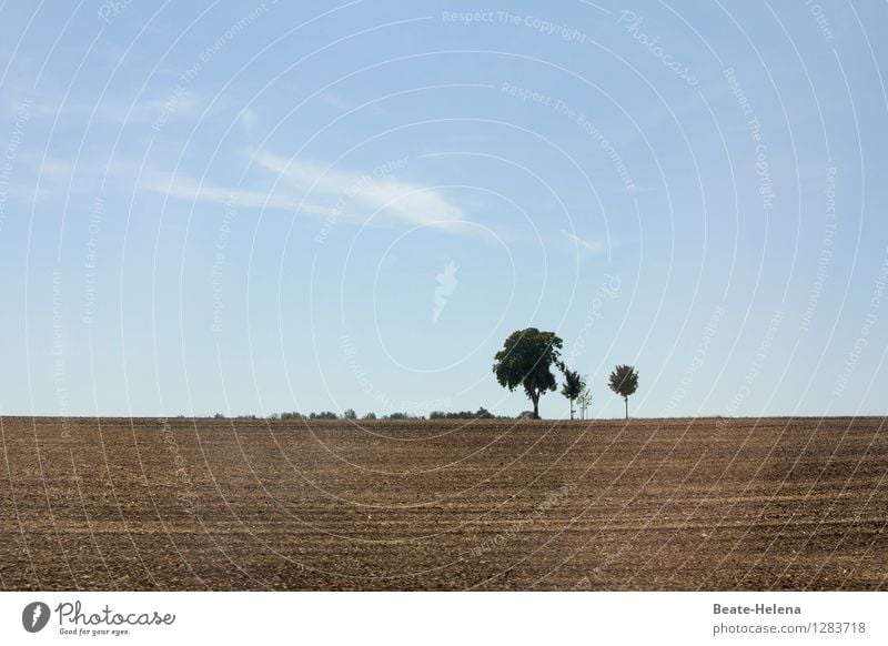 on a new ... Nature Landscape Earth Sky Clouds Autumn Plant Tree Field Breathe Touch Stand Wait Esthetic Friendliness Bright New Curiosity Blue Brown