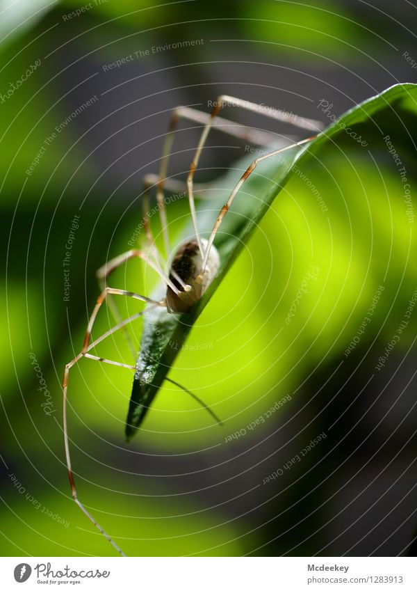 Lord Longleg Environment Nature Plant Sun Summer Beautiful weather Warmth Bushes Leaf Foliage plant Animal Wild animal Spider 1 Sit Wait Sharp-edged Exotic