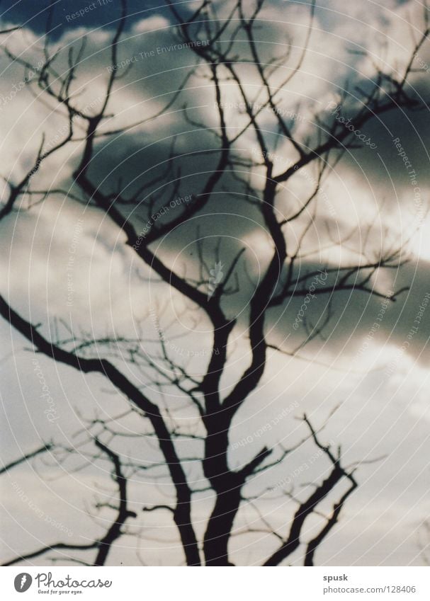 cloud/\tree Tree Clouds Dark Spring White Gray Round Sunday Sky Blue flocculated branched tall Loneliness Mountain