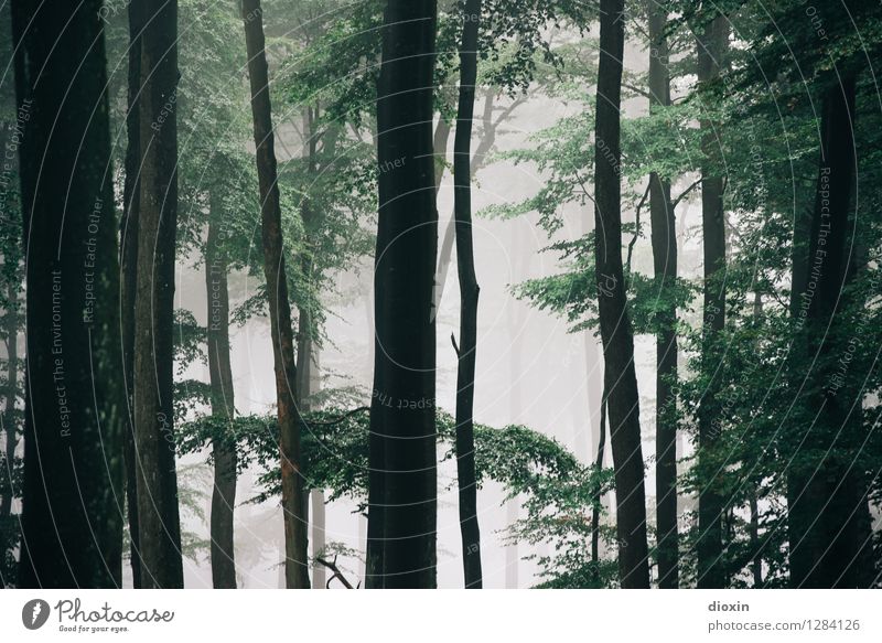 After Rainforest [5] Trip Hiking Environment Nature Plant Fog Tree Forest Virgin forest Palatinate forest Growth Fresh Natural Damp Colour photo Exterior shot