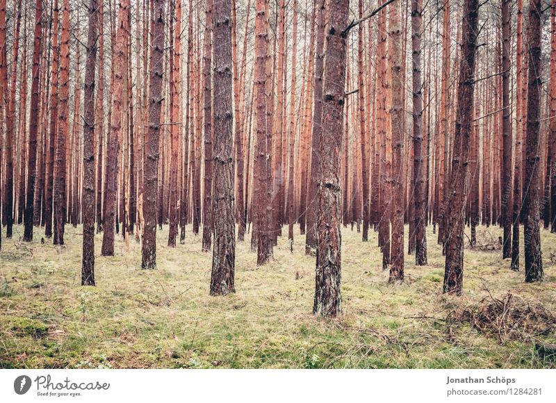 woodland Environment Nature Landscape Plant Tree Forest Exterior shot Bleak Coniferous forest Mecklenburg-Western Pomerania Hiking Many Full Vista Equal Growth