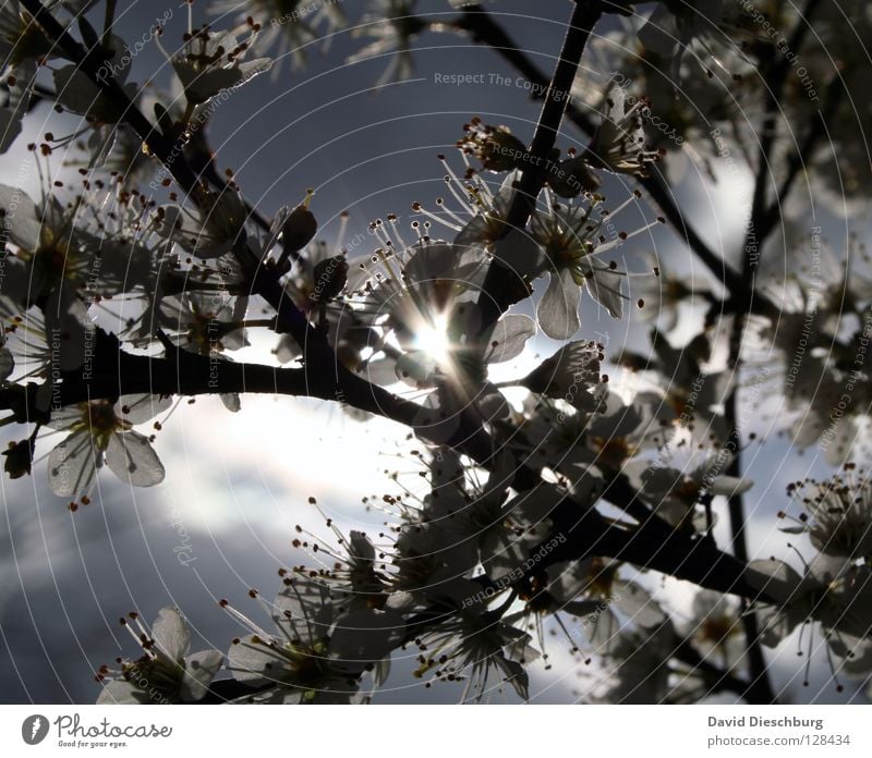 Light in the flowers Flower Blossom Tree Bushes Sunbeam Lighting Summer Spring Physics Black Growth Sprout Flourish Refuel Dark Branch Sky Shadow Joy Warmth