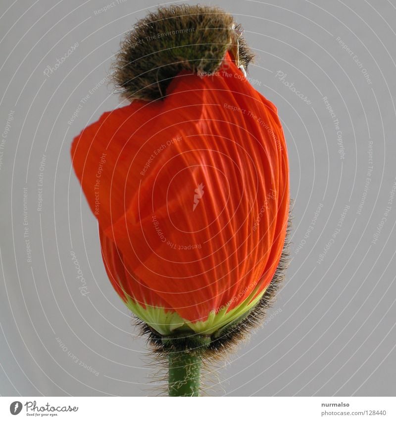 poppy seed Poppy Flower Flower shop Red Deploy Beautiful Tiny hair Fine Vase Jewellery Decoration Lust Growth Netherlands Greenhouse Favorite flower