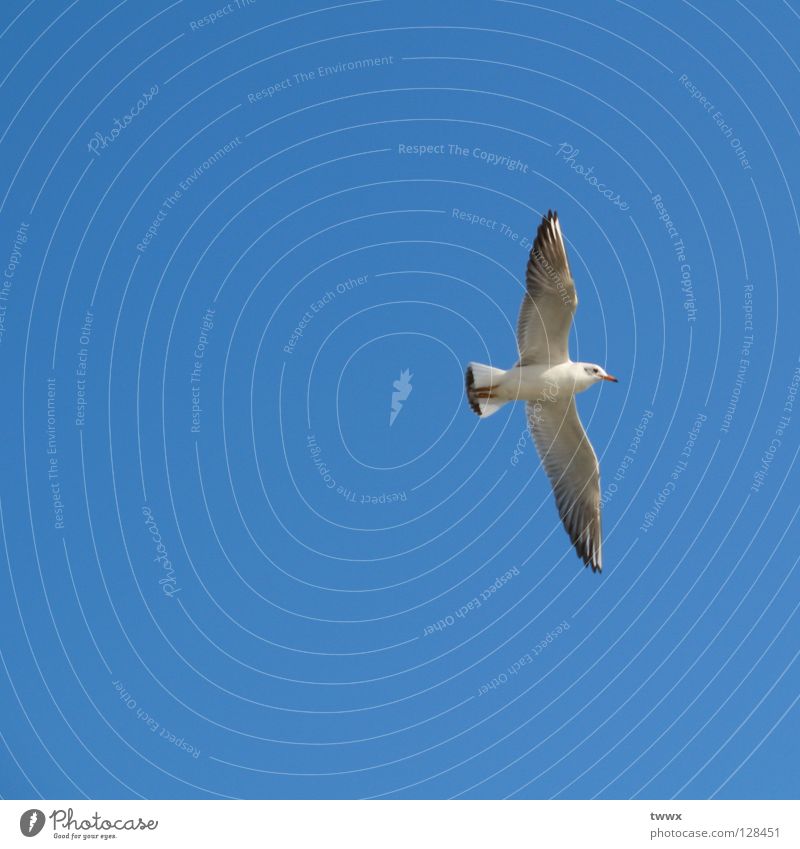 Seagull with aim before eyes Bird White Go up Upswing Sailing Gliding Air White-blue Beautiful weather Immaculate Pure Altitude flight New start Climber Success