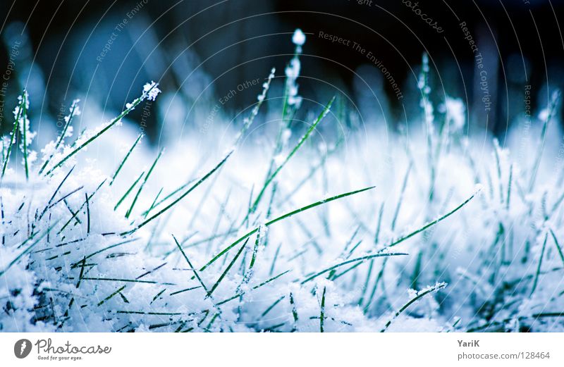 snow-white Winter Grass Meadow Blade of grass Green White Macro (Extreme close-up) Cold Ice crystal Snowflake Lawn Blue Contrast Frost Frozen