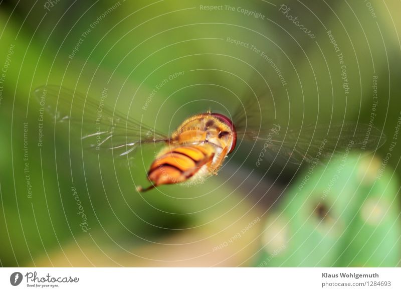 I'm gonna get out of here. Environment Nature Animal Foliage plant Garden Park Forest Hair Fly Wing Hover fly 1 Flying Athletic Brown Yellow Green Black