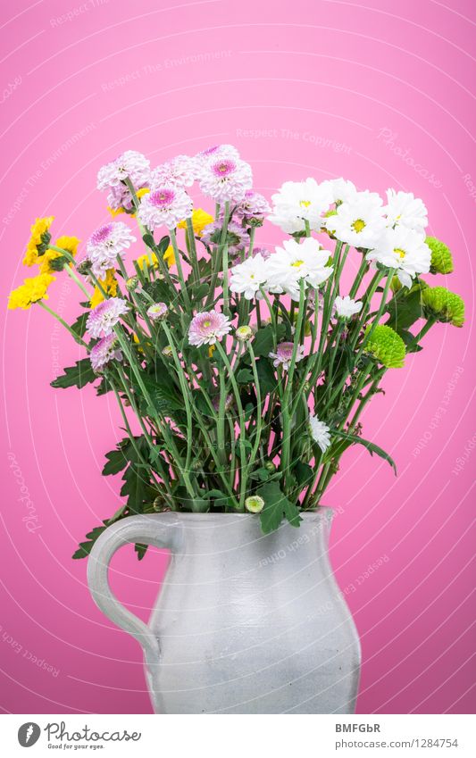 A measure of flowers Crockery Water jug Beer mug Flat (apartment) Decoration Plant Flower Leaf Blossom Dahlia Marguerite stone jug Fragrance Happiness Fresh