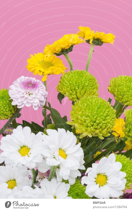 flower power Fragrance Florist Floristry Plant Flower Blossom Dahlia Marguerite Bouquet Friendliness Happiness Fresh Hip & trendy Beautiful Multicoloured Yellow