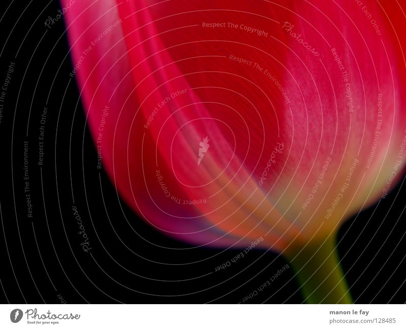 Voilà! Flower Tulip Pink Red Black Background picture Blur Spring Summer Blossom Calyx Netherlands Fragile Macro (Extreme close-up) Close-up Elegant Beautiful