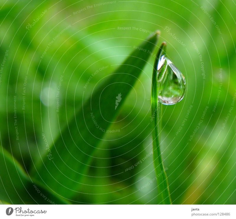 dripping.... Meadow Grass Green Drops of water Wet Macro (Extreme close-up) Close-up Water Rain Rope jarts