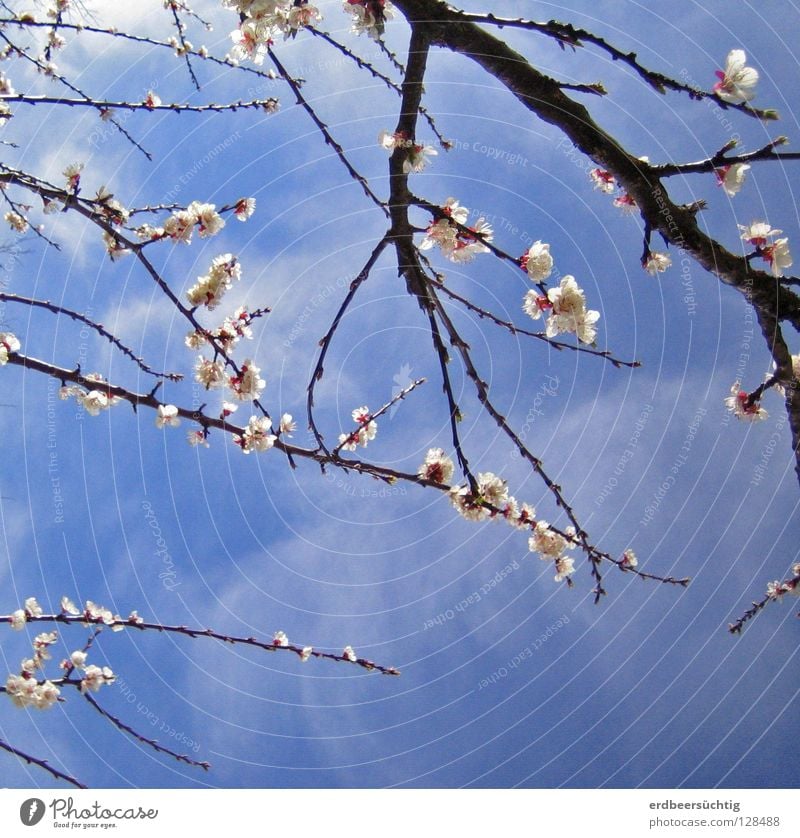 flower magic Sky Clouds Spring Tree Blossom Bright Blue Pink White Longing Colour Twig Delicate in the aftermath of vernally Indulgent Smooth Translucent