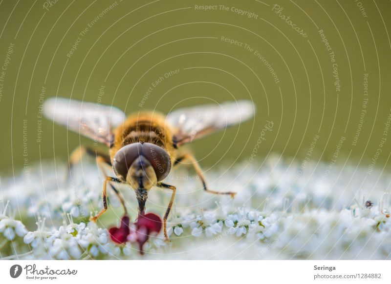 coffee time Nature Landscape Plant Animal Summer Flower Grass Bushes Garden Park Meadow Field Forest Fly Animal face Wing 1 Flying To feed Hover fly