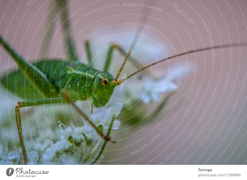 Arrived at the top Environment Nature Landscape Plant Animal Flower Grass Bushes Garden Park Meadow Field Forest 1 Crawl Jump Dryland grasshopper Locust