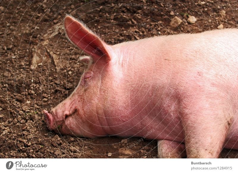 grunt Nutrition Agriculture Forestry Earth Animal Pet Farm animal Animal face Swine Pigs 1 Sleep Dream Natural Pink Colour photo Exterior shot Bird's-eye view