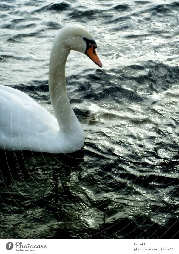 half Green Swan Waves Beak Dark Wind White Feather Bird Deep Railroad Lake Black Switzerland Zugersee Lake Gale Life Passion Storm warning Dangerous Animal