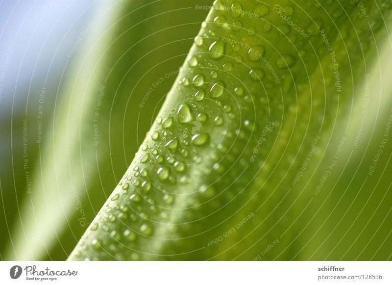 Lemon Line I Green Plant Foliage plant Houseplant Wet Drops of water Dripping Fresh Spring Wellness Background picture greenish Dragon tree Dracena Deremensis