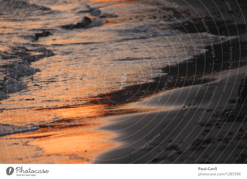 liquid metal - sea noise Nature Sand Water Sunrise Sunset Summer Beautiful weather Ocean Swimming & Bathing Observe Glittering Yellow Gold Gray Moody