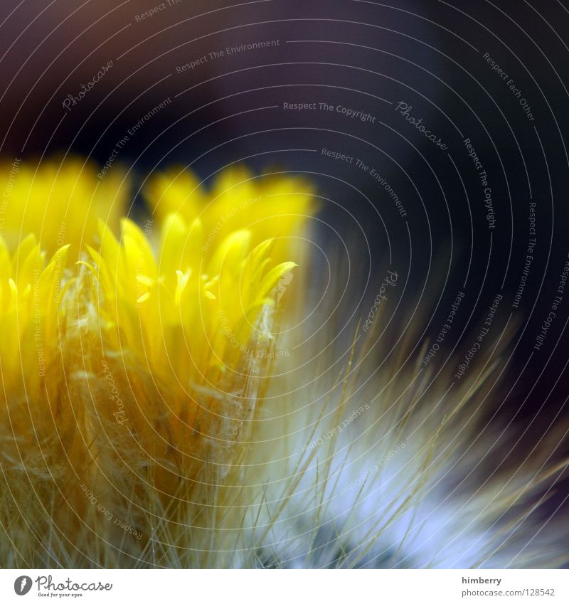 Happy Easter Flower Blossom White Blossom leave Botany Summer Spring Fresh Growth Plant Yellow Background picture Macro (Extreme close-up) Close-up Detail Bud