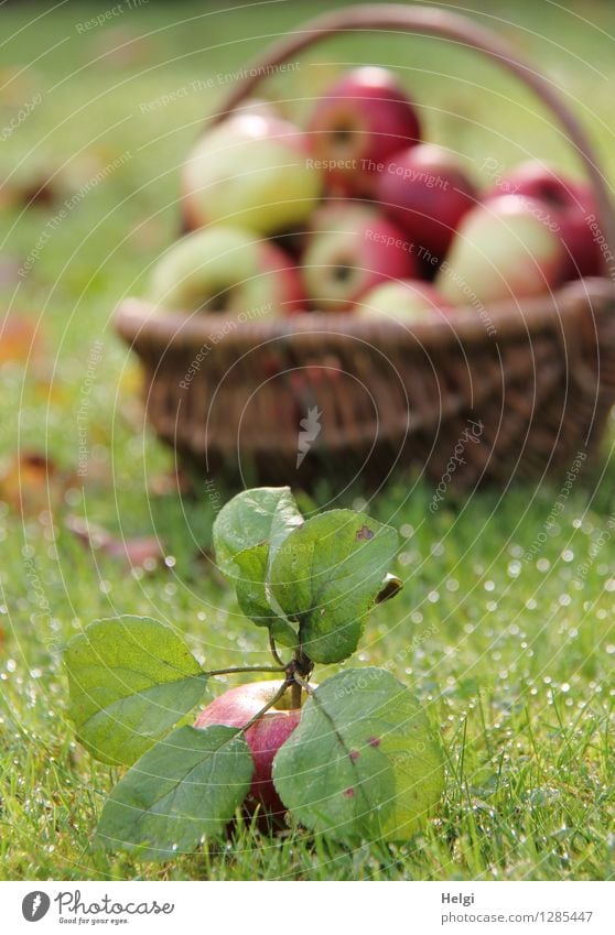 appelative Food Fruit Apple Nutrition Organic produce Vegetarian diet Basket Environment Nature Autumn Beautiful weather Plant Grass Leaf Foliage plant Garden