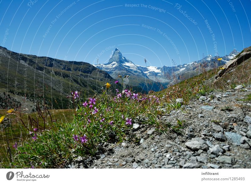 Matterhorn through the flower :-) Summer Sun Mountain Hiking Nature Landscape Sky Alps Peak Esthetic Blue Gray Green Violet Pink Contentment Enthusiasm