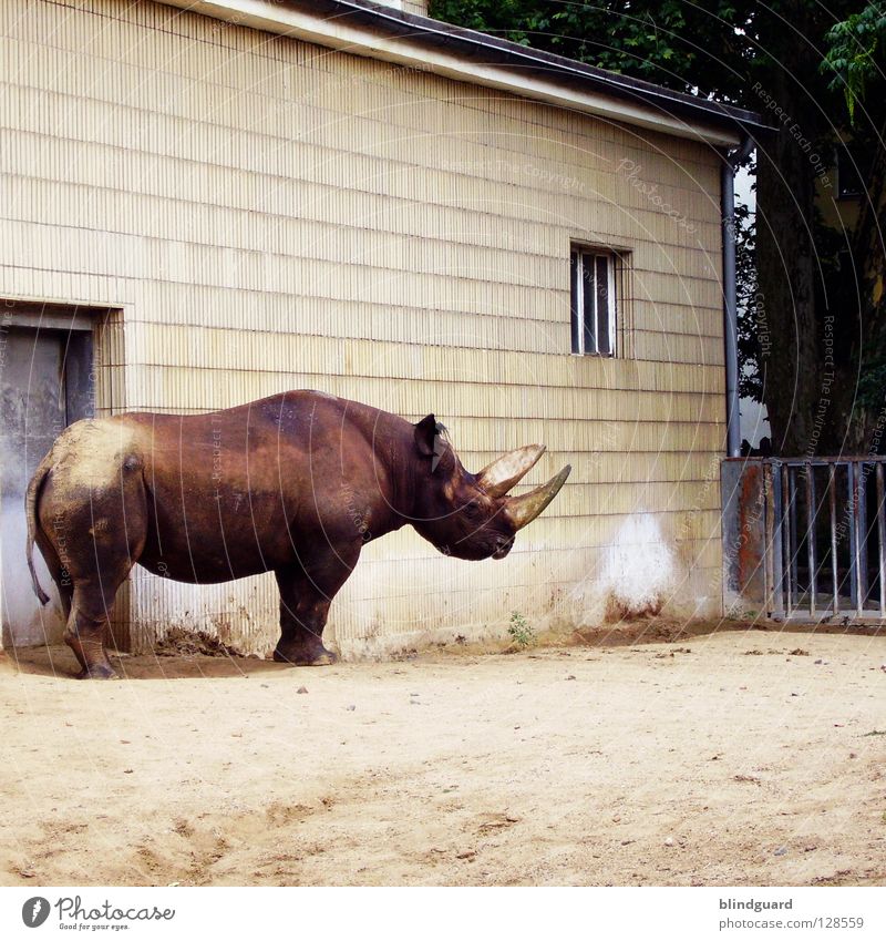 For Photocase ... Rhinoceros White rhinoceros Black rhinoceros Loneliness Zoo Wall (barrier) Savannah Ivory Avaricious Habitat Captured Grief Weapon