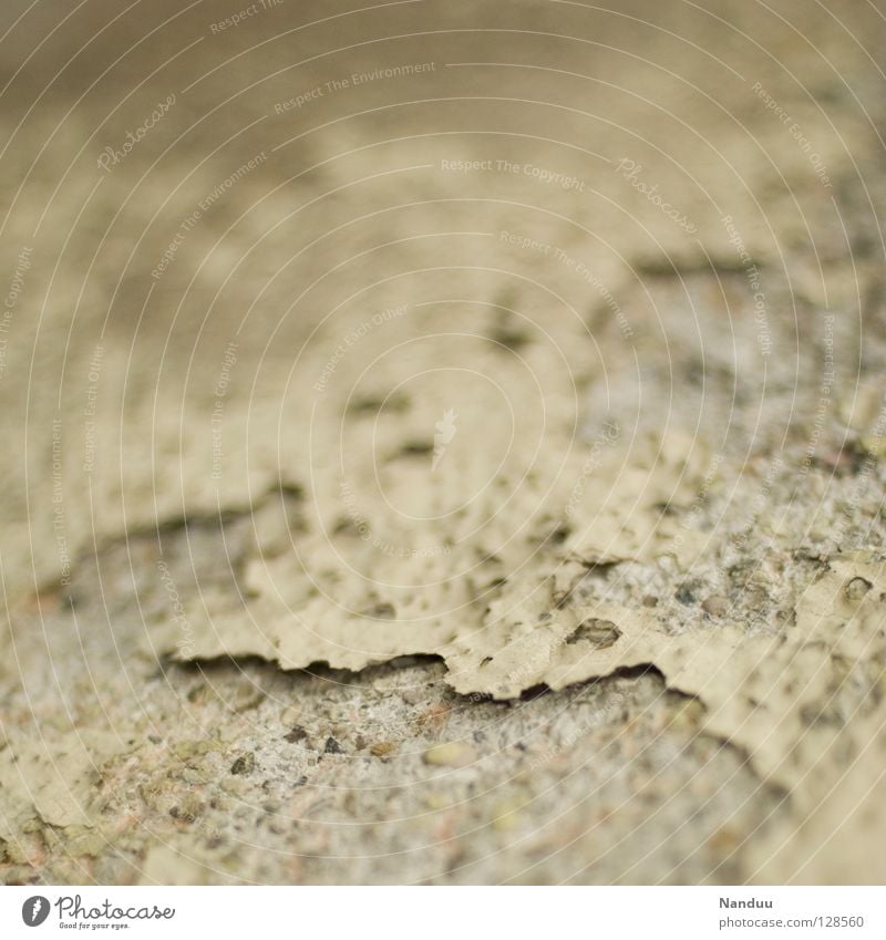 weathered Wall (barrier) Wall (building) Plaster Flake off Decline Broken Patina Background picture Transience Derelict Maximum aperture Detail Old