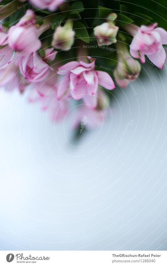 Flowery Nature Plant Gray Violet Pink Black Silver White Blossom Decoration Embellish Occur Detail Leaf Green Growth Colour photo Interior shot