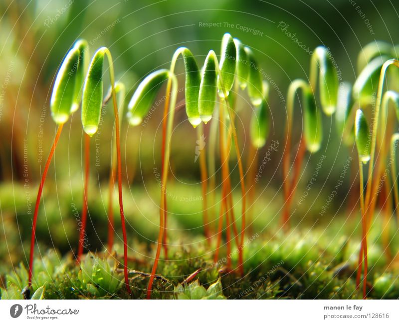 They're among us! Black Green Red Near Soft Blur Autumn Background picture Night Glittering Carpet Carpet of moss Macro (Extreme close-up) Close-up Obscure