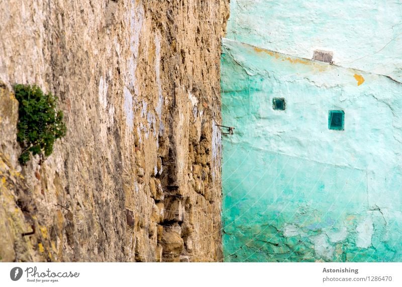 the turquoise wall Plant Bushes Tangiers Morocco Africa Town House (Residential Structure) Manmade structures Building Wall (barrier) Wall (building) Facade