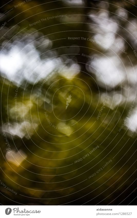 Bokeh Heart Sign Contentment Friendship Together Love Romance Eroticism Colour photo Pattern Deserted Day Back-light Blur