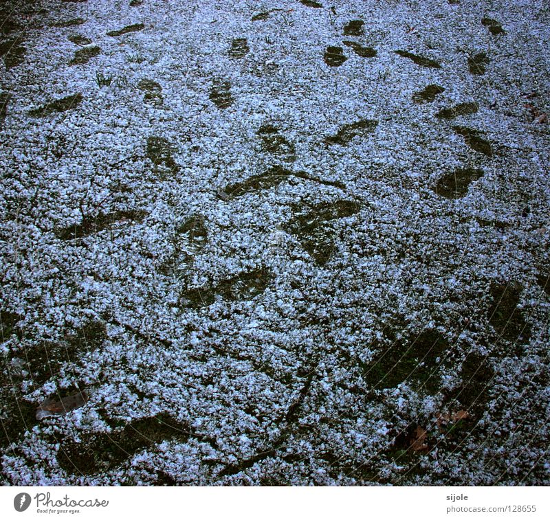 traceable Tracks Grass Green White Winter Cold Loneliness Meadow Resume Forwards Backward Footwear Footprint Feet foot Snow disordered Lanes & trails