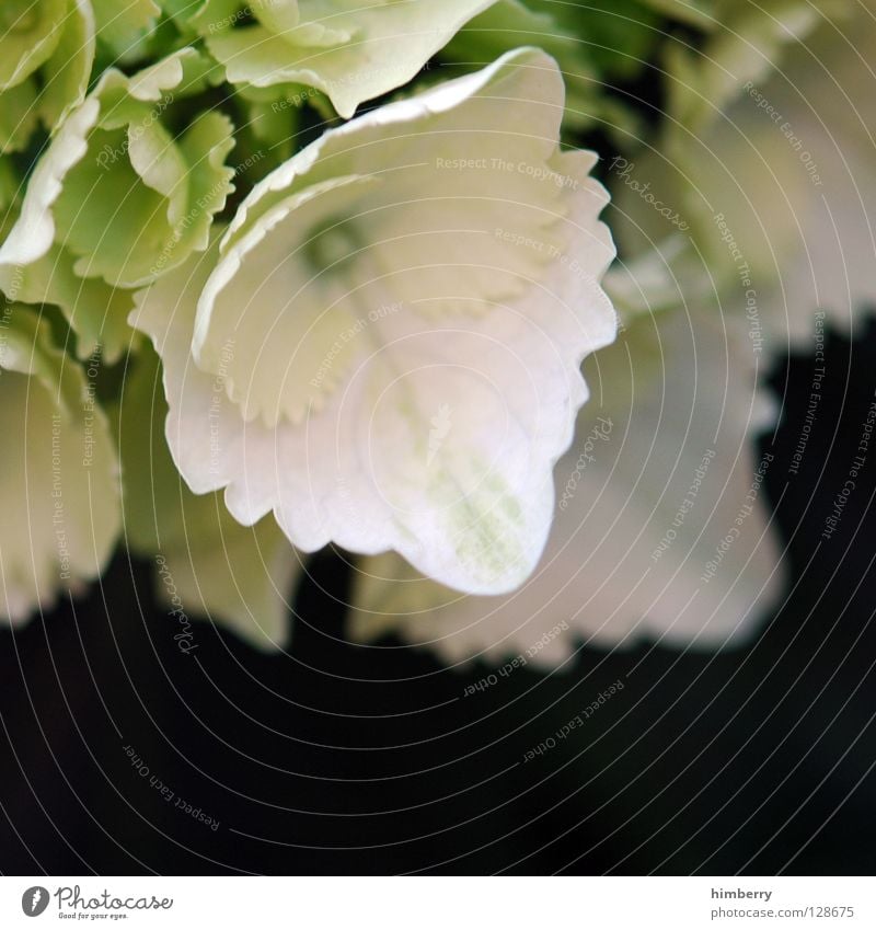 whitelady Flower Blossom White Blossom leave Botany Summer Spring Fresh Growth Plant Yellow Background picture Hydrangea Macro (Extreme close-up) Close-up