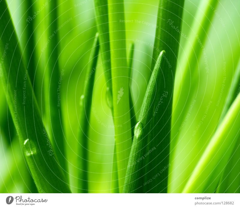 green Deserted Copy Space top Copy Space bottom Copy Space middle Vegetable Herbs and spices Organic produce Kitchen Nature Plant Water Drops of water Grass