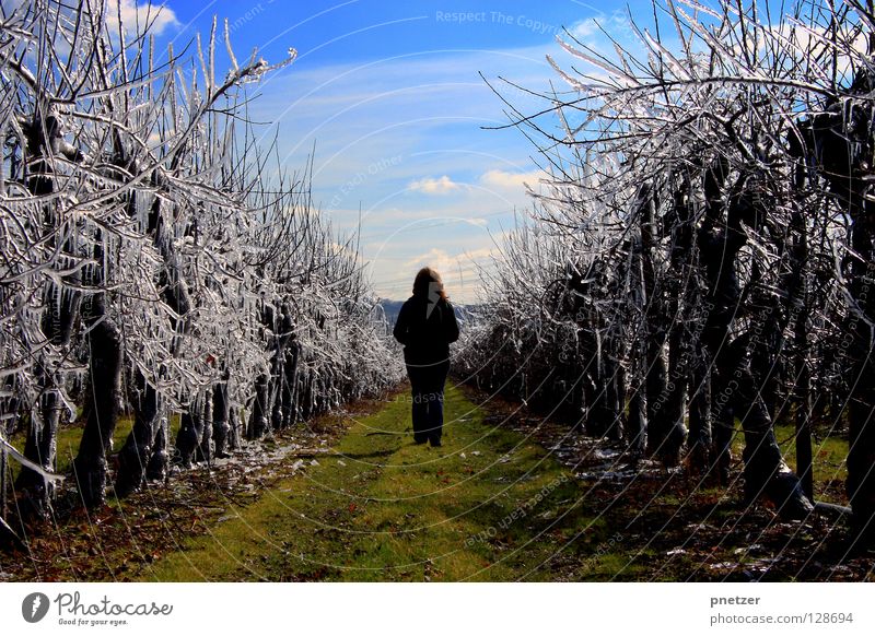 icily Tree Plantation Field Going Green Meadow Grass Joy Ice Lanes & trails Sky Blue Snow