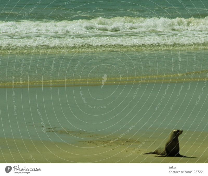 SEAL I New Zealand South Island Beach Ocean Waves Go crazy Speed Dangerous Animal p.b. seal Bay Water run aground be lazy Fishing (Angle) be in the sand