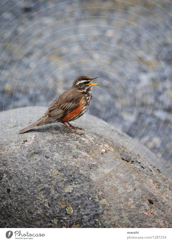 beeping bug Nature Animal Bird 1 Emotions Beak hum Iceland Stone Throstle Red Thrush Colour photo Exterior shot Close-up Day Animal portrait