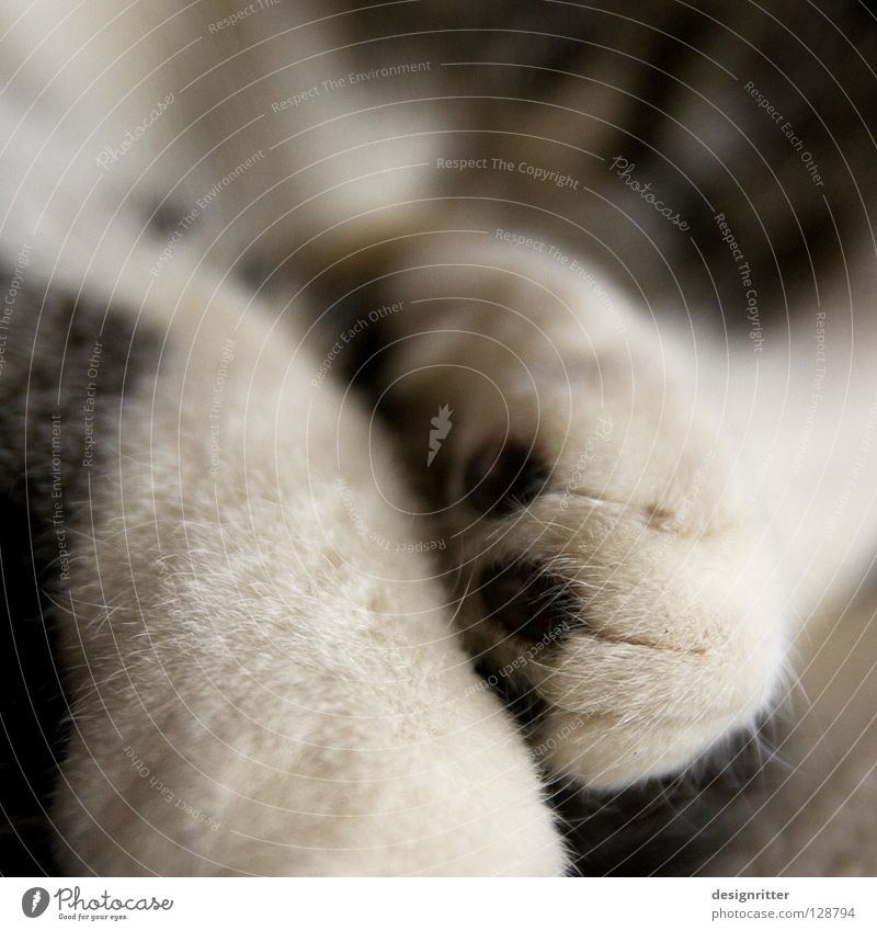 Slept late? Cat Pelt Soft Cuddly Paw Sleep Calm Oversleep Cozy Mammal Warmth Fatigue Contentment Cat's paw Close-up Detail Cute Shallow depth of field