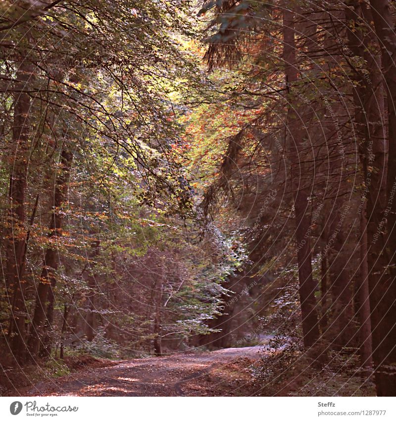 beginning of autumn Light in the forest forest bath Forest atmosphere Automn wood silent tranquillity Silence in the forest calm atmosphere