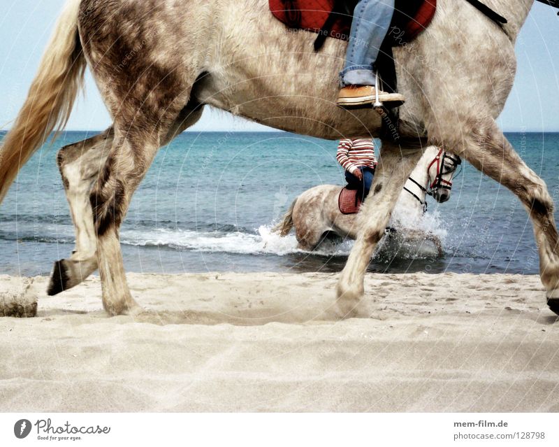 beach rider Beach Horse Ocean Spain Vacation & Travel Animal Summer Horse's gait Sea water Majorca Alcudia Equestrian sports Mammal Transport Water spore Sute