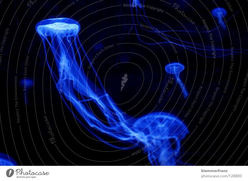 Vöhöööööölig detached Salinity Cluck Above Black Ocean Deep sea Bottom of the sea Hover Night Aphotic Dark Sea water Jellyfish Burn Easy Ease Debauched Calm