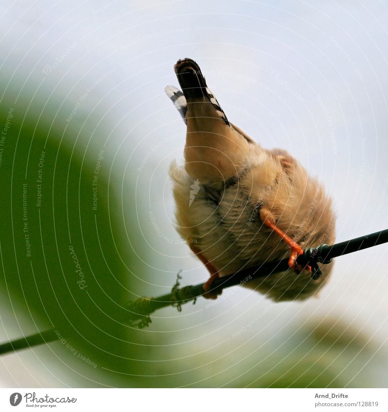 bottom Bird Rod Feather Rear view Leaf Blur Spring Hind quarters Sit Backwards Wait