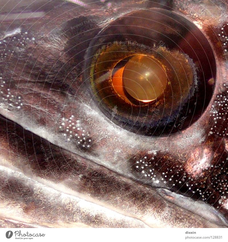 fisheye Fish mouth Squint Glittering Pupil Eerie Looking Silver Eyes Exceptional Macro (Extreme close-up) Looking into the camera Fish eyes