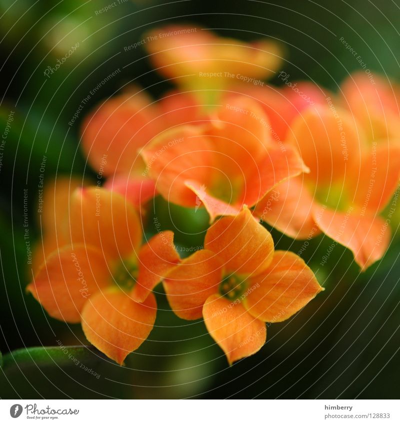 antonia can't stop Flower Blossom Green Blossom leave Botany Summer Spring Fresh Growth Plant Yellow Background picture Transience Macro (Extreme close-up)