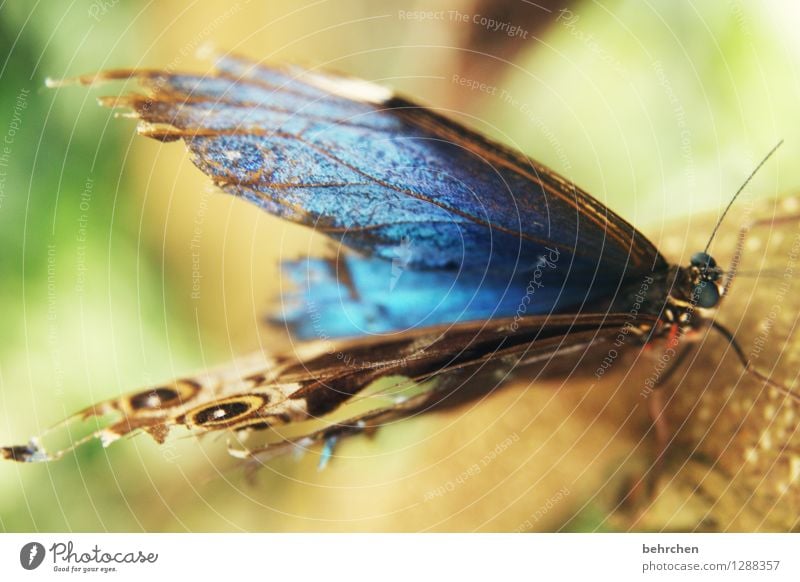 blue Nature Animal Garden Park Meadow Wild animal Butterfly Animal face Wing blue Morphof age Eyes Feeler Legs 1 Observe Relaxation Flying To feed Exceptional