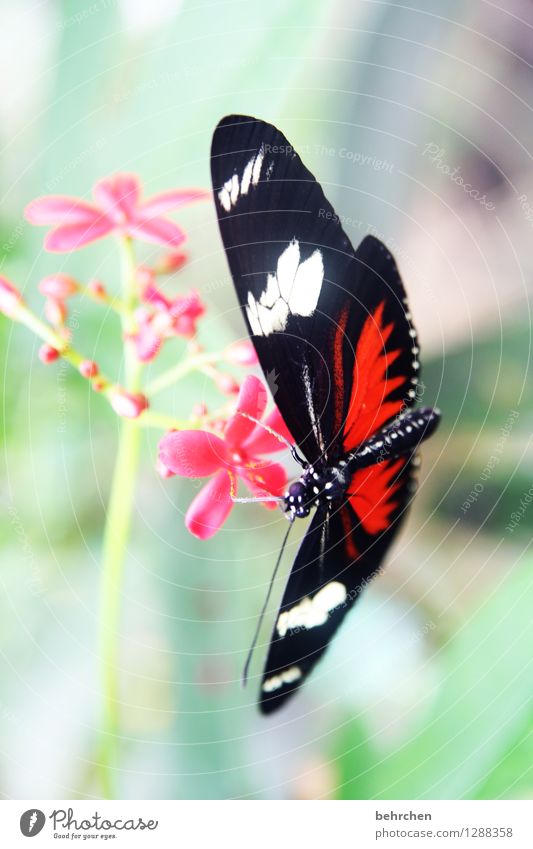 morning snack Nature Plant Animal Spring Summer Beautiful weather Flower Leaf Blossom Wild plant Exotic Garden Park Meadow Wild animal Butterfly Wing 1