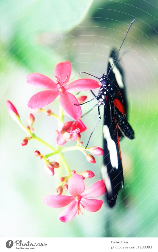 hang out Nature Plant Animal Beautiful weather Flower Leaf Blossom Garden Park Meadow Wild animal Butterfly Animal face Wing Compound eye Feeler Legs