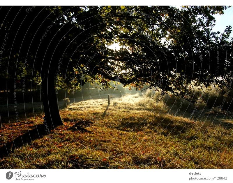 Wahner Heide 8 Sunset Evening Brown Green Light Autumn Landscape To go for a walk Nature Shadow