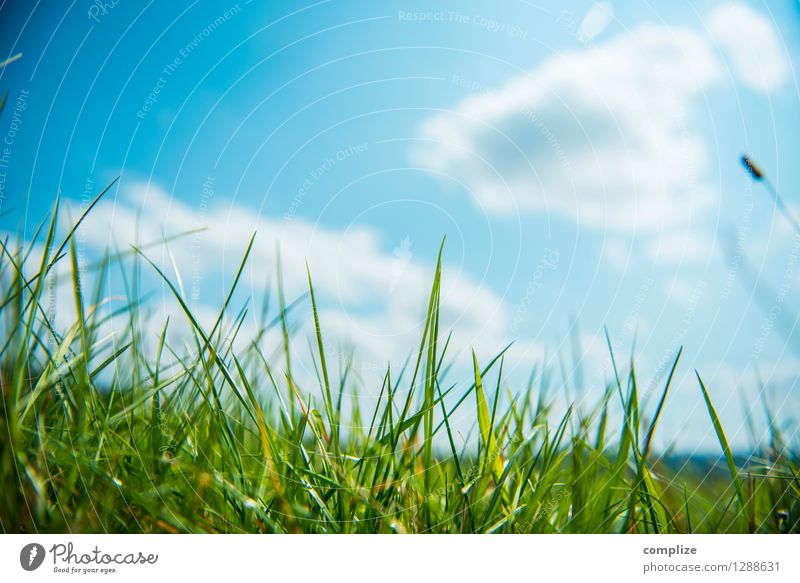 On the meadow Healthy Vacation & Travel Sun Sports Environment Nature Landscape Plant Elements Sky Clouds Climate Weather Beautiful weather Grass Bushes